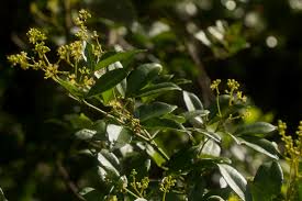 Image result for Toddalia simplicifolia