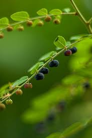 Image result for Phyllanthus reticulatus