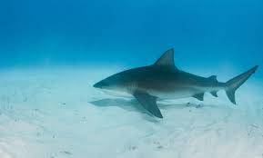 They're even known to swim. Bull Sharks Are Making A Comeback