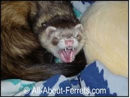 The individual plan costs $0.99 per unit sold, and the professional plan costs $39.99 per month no matter how many units you sell. What Do Ferrets Eat