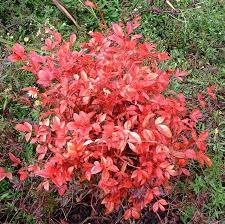Nandina Nana Purpurea Size Picture Of Heavenly Bamboo Nana Purpurea Nandina Domestica Drought Tolerant Garden Shrubs Broadleaf Evergreen