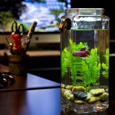 I Liked This Design On Fab Self Cleaning Betta Aquarium Betta Aquarium Fish Tank Glass Fish Tanks