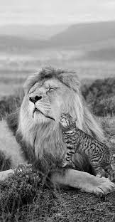 Really Good Black And White Animal Photography 2579315039 Animals Animal Photography Animals Beautiful