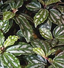 Check spelling or type a new query. Aluminum Plant Pilea Cadierei Buy It Now