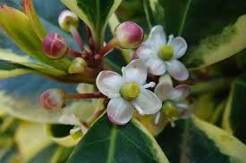 Birth Flower Holly For My Brother Henry Also Symbolizes Wish For Domestic Happiness Holly Flower Flower Pictures Flax Flowers