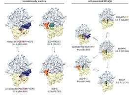 Certain provisions prevail over companies act 1993. Structures Of Translationally Inactive Mammalian Ribosomes Elife