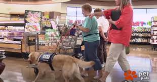 She even left the sub. Pets Becoming Fake Service Dogs Is Turning Into A Serious Issue