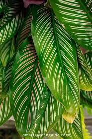 How To Stop Your Calathea Leaves Curling Calathea Care Can Be Tricky If You Don T Provide Just The Right Conditions Calathea Calathea Plant House Plant Care