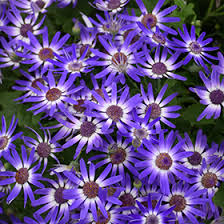 Image result for Pericallis