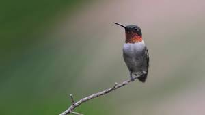 Similar to many other birds, hummingbirds also have a good color vision, which allows them to look into the. Ruby Throated Hummingbirds Habits What They Eat Nesting Nectar Recipe