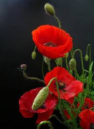 Coquelicots Poppy Flower Flower Painting Flower Art