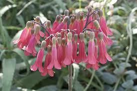 Image result for Kalanchoe latisepala