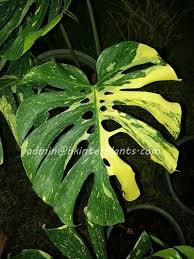 Rare Philodendron Monstera Giant Yellow Variegated Very Rare Free Phyto Kebun