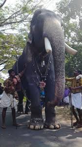 21,901 likes · 61 talking about this. Karnan Star Elephants Fans Facebook