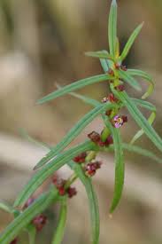 Image result for Ammannia