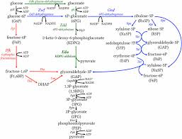 Glycolysis Diagram Plant Wiring Diagrams