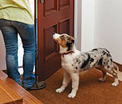 Learn how to housebreak your dog in 6 days for free. How To Train Your Dog Not To Run Out The Door