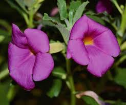 Image result for Pterodiscus angustifolius