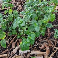 Image result for Rungia