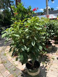 Image result for Jatropha seineri