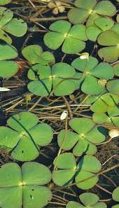 Image result for Marsilea aegyptiaca