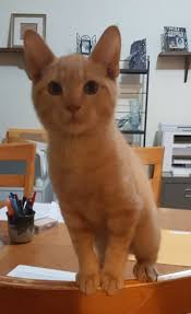 WHERE ARE THEY NOW? Simba was adopted in June 2022. "Simba has come such a  far way from when we adopted him as an 8-week-old stray kitty. He has an  older brother,