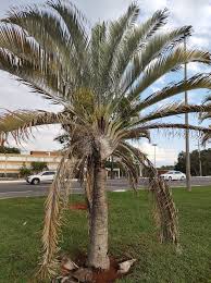 Image result for Dypsis decaryi