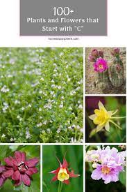 Including but not limited to late reports. 100 Plants And Flowers That Start With C Plants Flower Garden Flowers