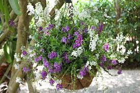 Although you can buy preplanted baskets, it is tall flowers work best when planted in the center of the hanging basket. Hanging Baskets For Summer Costa Farms