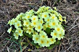 Check spelling or type a new query. Numerosi Sono I Fiori Invernali Spontanei Che Possiamo Vedere Girando Nel Territorio Del Sud Est Milanese Gallery Natura 7giorni