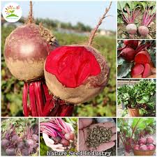 Biasanya bagian buah bit yang digunakan untuk obat kesehatan hanya akarnya saja. Beli Ubi Bit Merah Pada Harga Terendah Lazada Com My