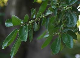 Image result for Ficus stuhlmannii