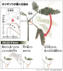 オジギソウは なぜおじぎする 関節部分の水が移動するの エムズの片割れ