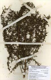 Image result for Ammannia auriculata