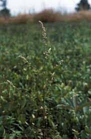 Image result for Celosia trigyna