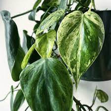 Variegated Heart Leaf Philodendron In 2021 Heart Leaf Philodendron Philodendron Live Plants