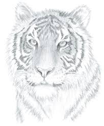 Then, make neat shapes for the eyes on the horizontal line and a realistic nose on the vertical line, below which you can add a pair of lips. How To Draw Realistic Portraits In Just 4 Weeks Pakistan Advertisement Company