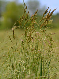 Image result for Festuca