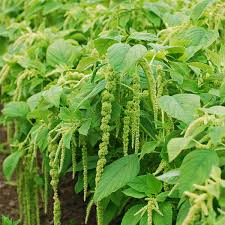 Image result for Amaranthus caudatus