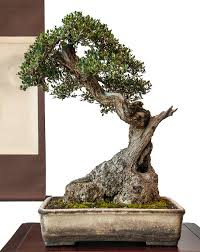 Olivenbaum in der wohnung überwintern falls sie ihrem olivenbaum im winter eine wohlig warme unterkunft im haus anbieten wollen, tun sie dem baum damit keinen gefallen. Olea Europaea Olivenbaum Als Bonsai