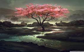 2560x1600 hd cherry blossom wallpapers hd desktop wallpapers background photos smart phone background photos free images widescreen dual what is the use of a desktop wallpaper? Cherry Blossom 1080p 2k 4k 5k Hd Wallpapers Free Download Wallpaper Flare