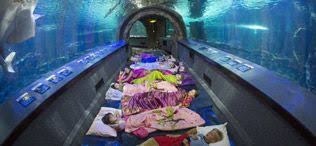 Newport Aquarium Overnight Newport Aquarium Cincinnati Attractions