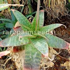 Image result for Aloe cameronii × greatheadii