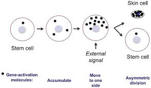 We did not find results for: Animal Development And Reprogramming Chapter 1 Development