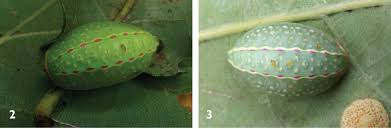 Image result for Apoda limacodes