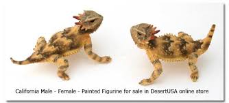 Horned Lizards Horny Toads Genus Phrynosoma Desertusa