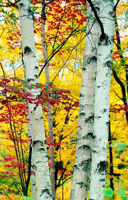 Birch Trees In Fall Russia Tours Siberia Tours Russia Travel And Package Tours Tree Photography Tree Nature