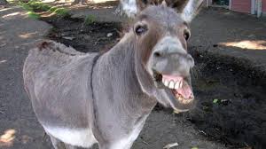 Image result for donkey