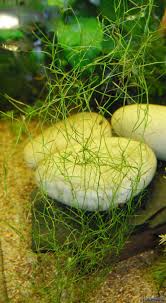 Image result for Potamogeton octandrus