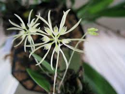 Im just about to drop a review but also wanted to spend 5 minutes to personally thank you by email. Bulbophyllum Purpurascens Wikipedia